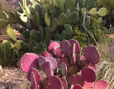 Pink cactus in Ojai